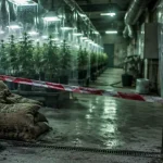 À Landas, une plantation de cannabis découverte près d’une micro-crèche