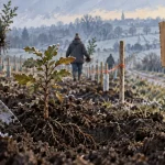Plan 1 million d’arbres : neuf communes de la MEL planteront dès cet hiver